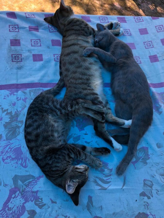 Hostel Eco Chakvi Luaran gambar